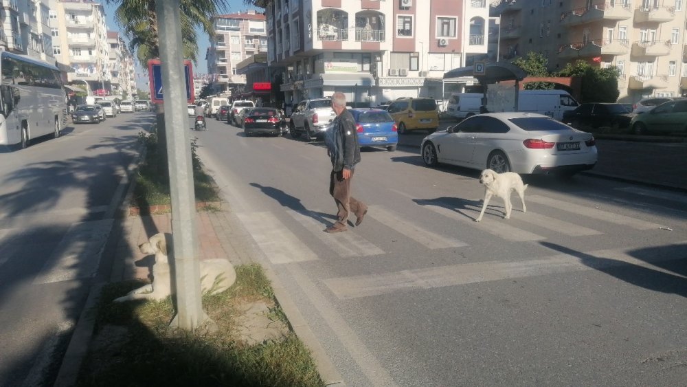Aniden önüne çıkan köpek kaza yapmasına sebep oldu