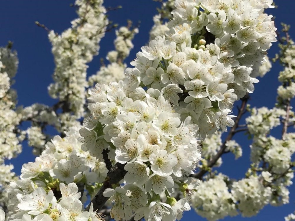 Beyaz kirazın başkenti olan Konya ilçesinde ağaçlar beyaza büründü