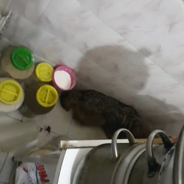 Eve giren tilki, aileyi rehin aldı