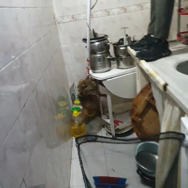 Eve giren tilki, aileyi rehin aldı