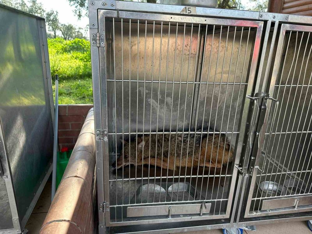 Eve giren tilki, aileyi rehin aldı