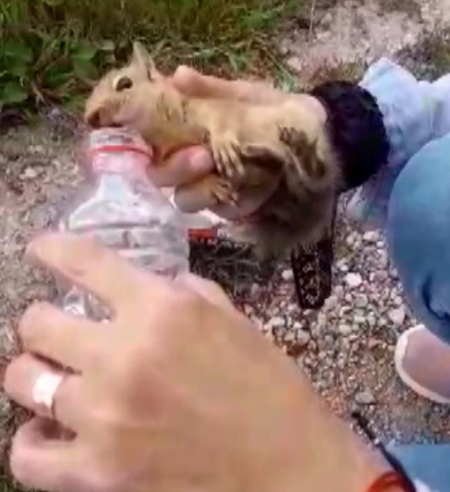 Konya'da yolda bulunan yaralı sincaba vatandaştan şefkat eli