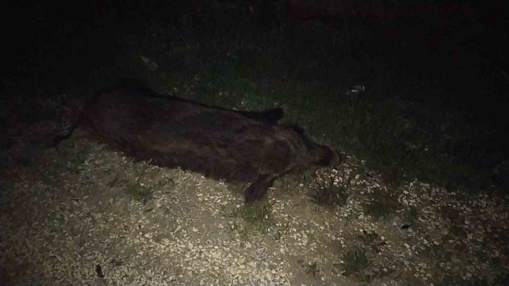 Otomobil domuz sürüsüne daldı