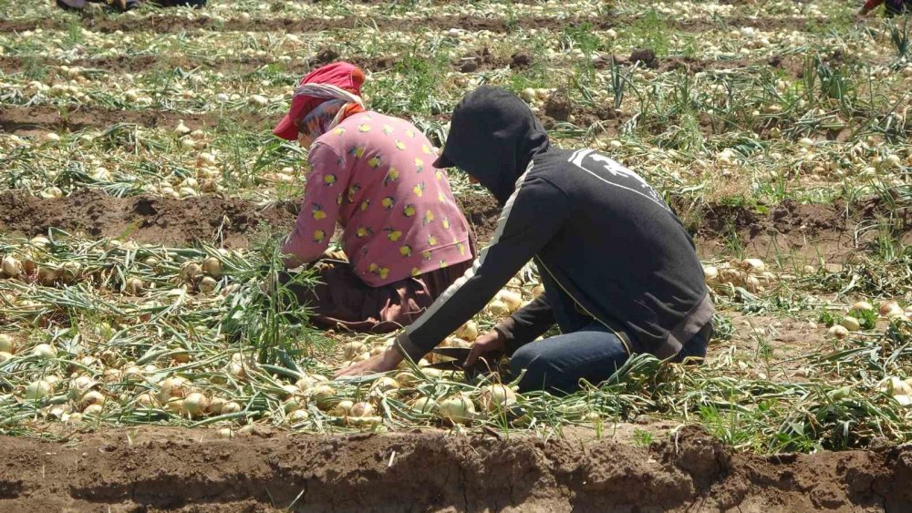 Parayı marketler kazanıyor! Soğan tarlada bakın kaç lira
