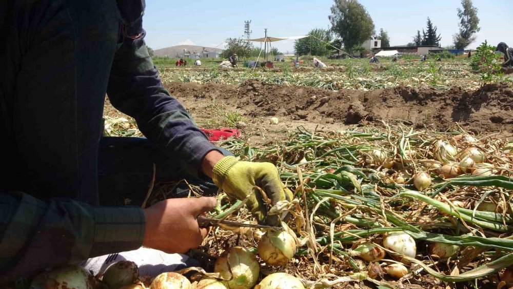 Parayı marketler kazanıyor! Soğan tarlada bakın kaç lira