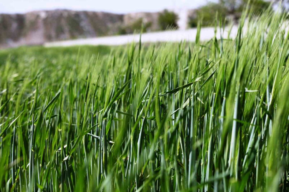 Konya Ovası’nda yağışlar sonrası rekoltede durum ne?
