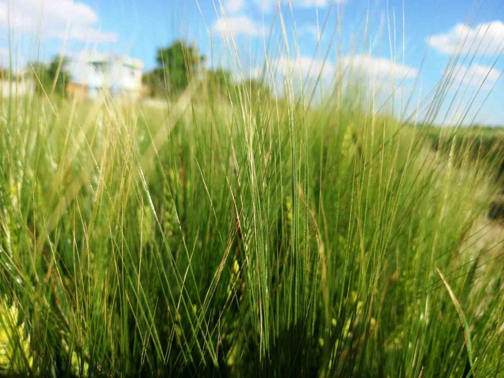 Konya Ovası’nda yağışlar sonrası rekoltede durum ne?