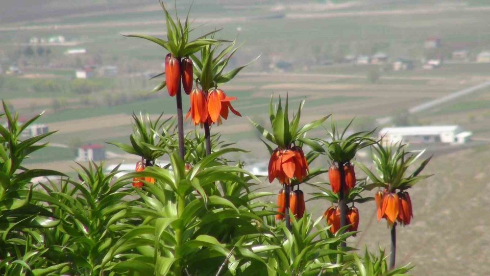 Görmek için 2 saat yürüdüler, korkudan dokunamadan geri döndüler