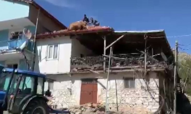 Çatıya çıkan inek imece usulü kurtarıldı