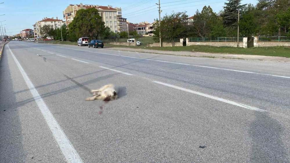 Konya'da köpeğe çarpan hafif ticari araç takla attı