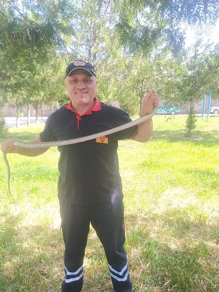 Ağaca çıkan yılan paniğe neden oldu