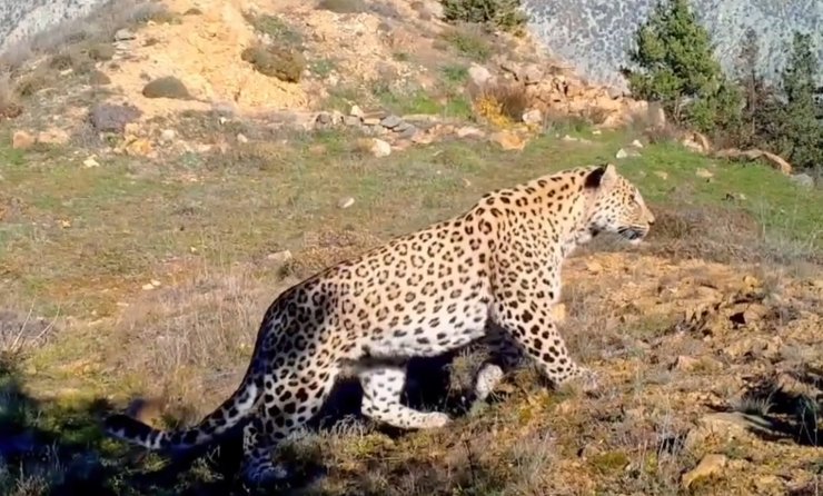 Anadolu parsının DNA'sı alındı, Dünya Gen Bankası'na girdi