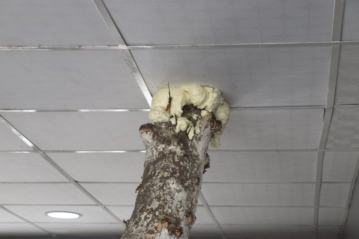 Kesmeye kıyamadığı 45 yıllık ağacı dükkanının içinde bıraktı