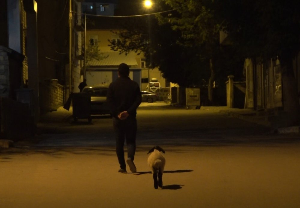 Bu kuzu başka! Çarşı pazar geziyor