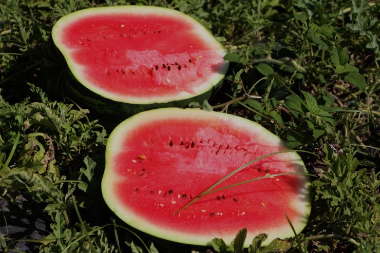 Karpuz hasadı başladı; kilosu belli oldu!