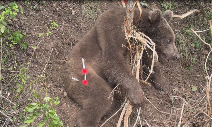 Tele takılıp mahsur kalan ayı, kurtarıldı
