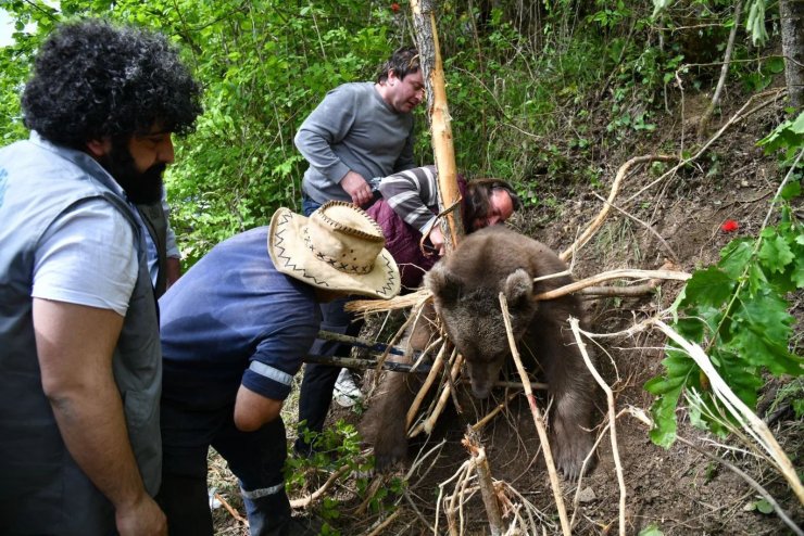 Tele takılıp mahsur kalan ayı, kurtarıldı