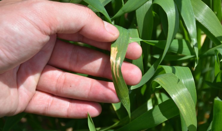 Tahılda 'sarı pas' riski