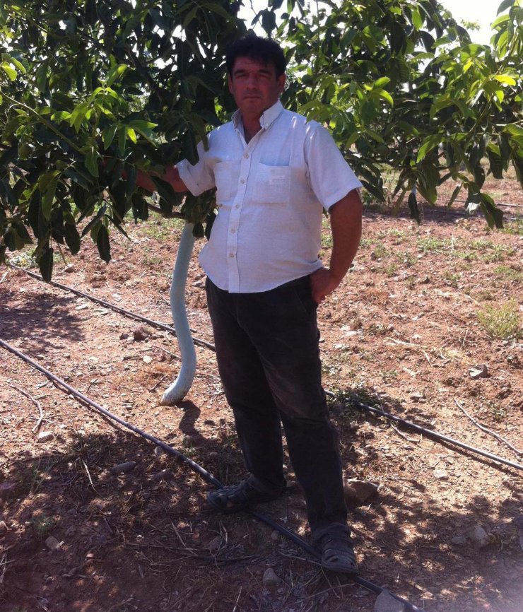 Bahçeye asma yaprağı toplamaya giden kadın öldürüldü, komşu gözaltında