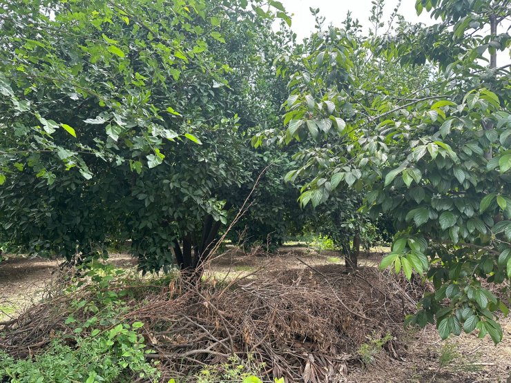 Cinayetin suçunu arkadaşının üzerine attı