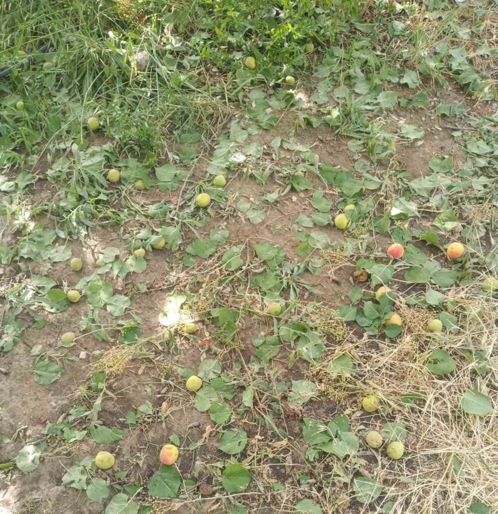 Dolu zarar verdi, ekili tarım arazilerinde hasar tespit çalışması başlatıldı