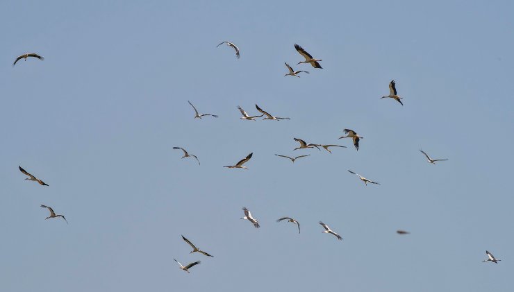 Yavru leylekler için 'kuraklık' riski