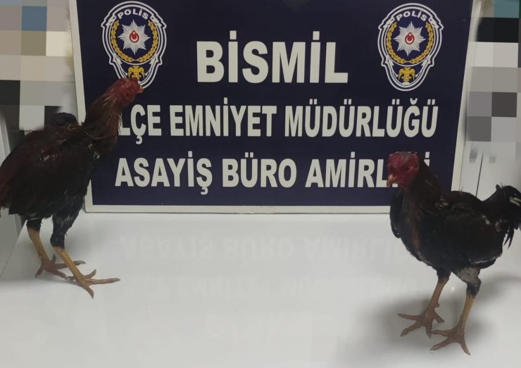 Horozları koruma derneğinde horoz dövüştürenlere 117 bin 595 TL ceza