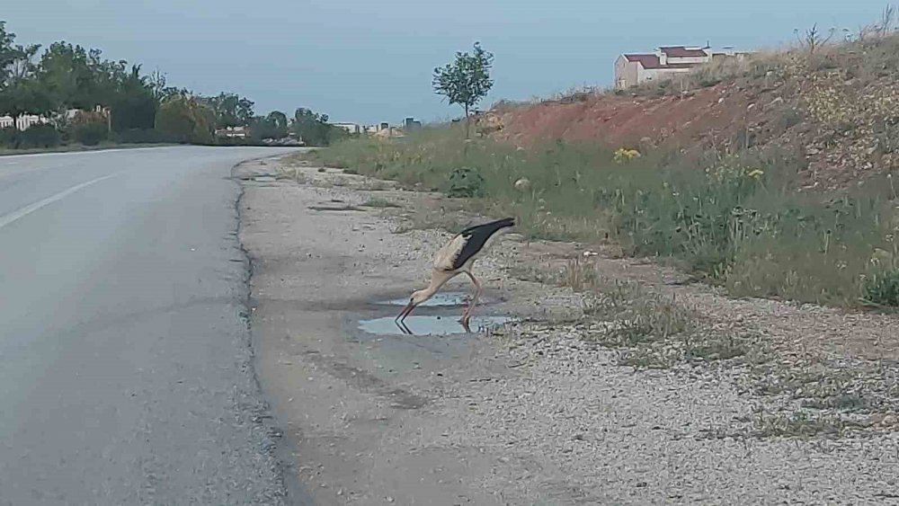 Konya'da sürüsünden kopan leylek susuzluğunu böyle giderdi