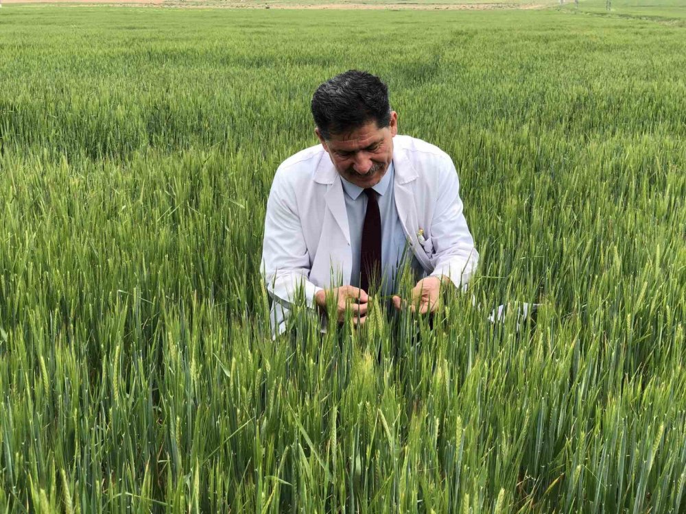 Türkiye’de tarımsal kuraklık riski kalmadı ama... Uzman isimden çiftçilere uyarı