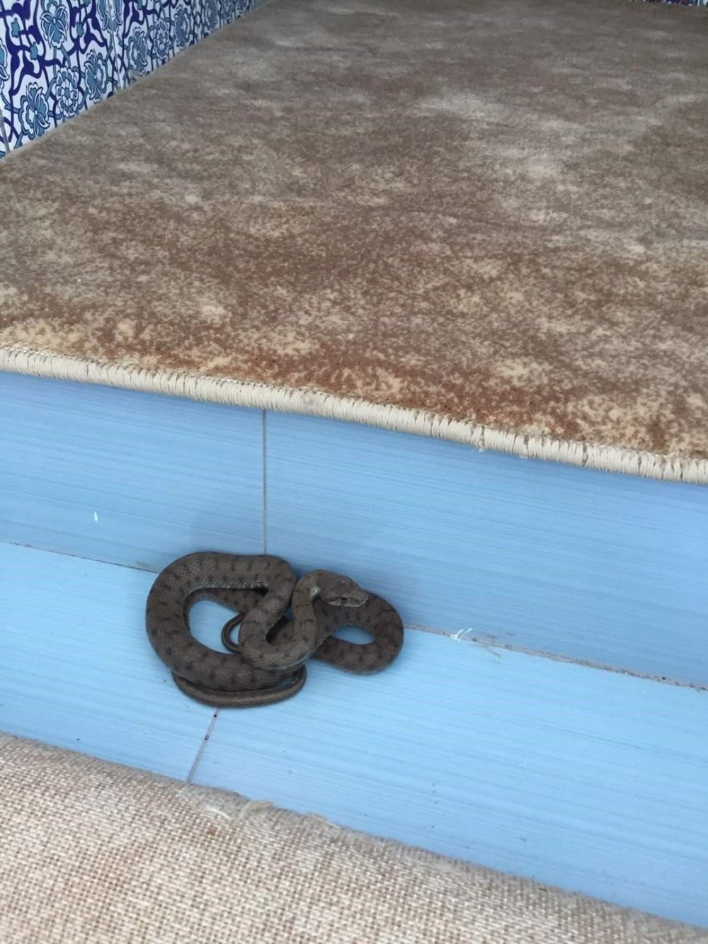 Camiye giren yılan tedirgin etti