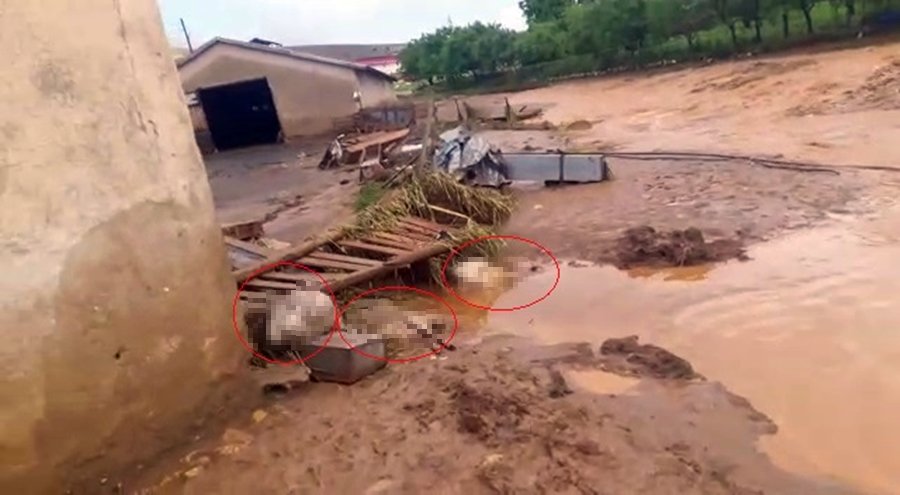 Sağanak ve dolu etkili oldu; 200 küçükbaş hayvan öldü