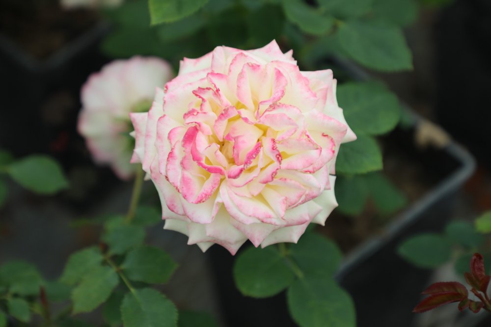 Sokakları yerli ve milli güller renklendirecek