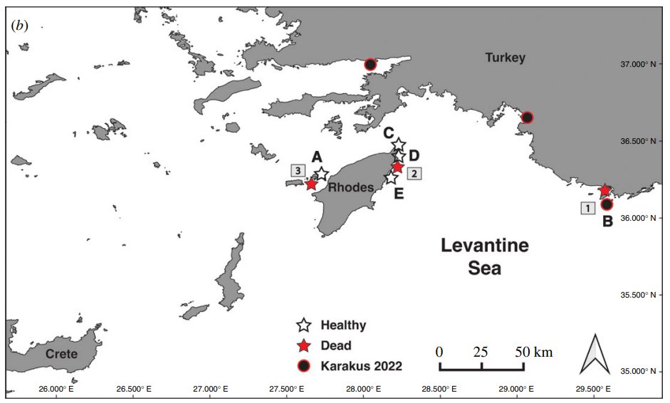 Doğu Akdeniz'de istilacı deniz kestanelerinde kitlesel ölüm