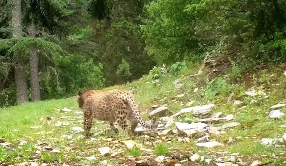 Anadolu parsı yeniden görüntülendi! 'Efsane bu kadim topraklarda'