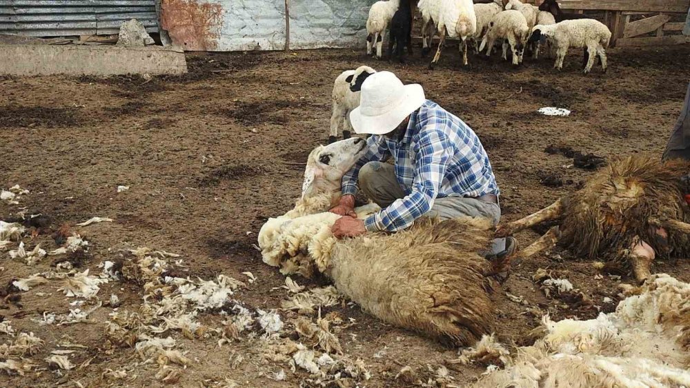 Kurt sürüsü 17 koyunu telef etti