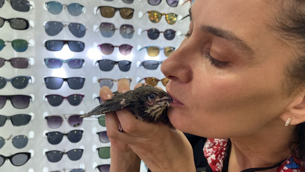 Ebabil ‘Cimcime’ ile kedi ‘Safiye’ 1 yıldır aynı evde yaşıyor