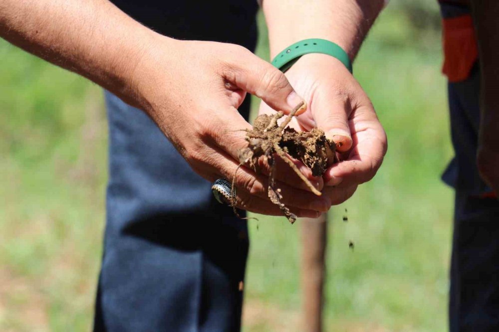 Salep hasadı yapıldı
