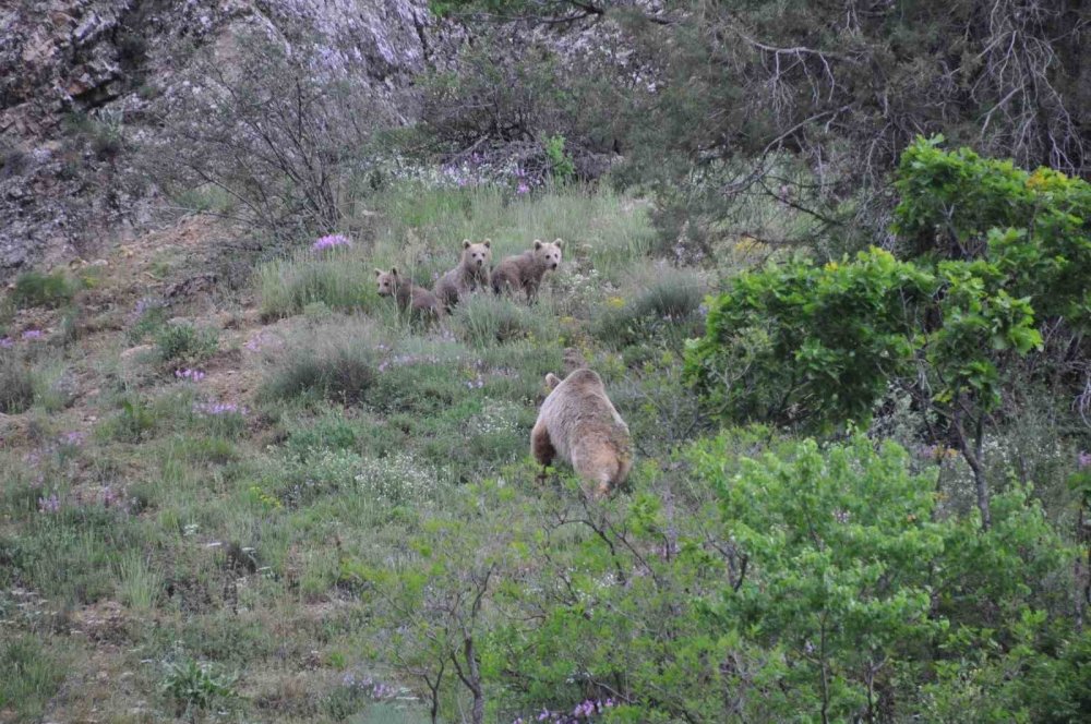 Bozayı yavruları fotoğraflandı