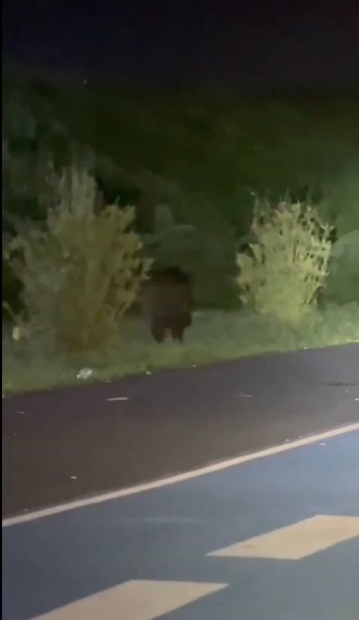 Domuzlar şehre indi