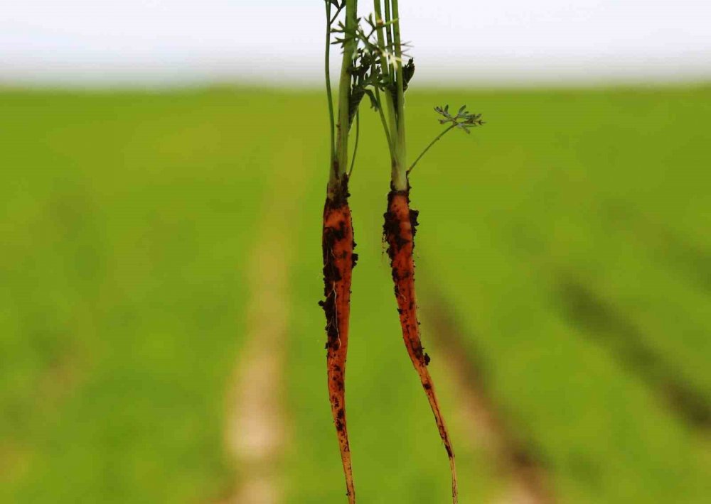 Konya'da yüz binlerce ton üretiliyor, Türkiye'nin ihtiyacının yarısından fazlasını karşılıyor!