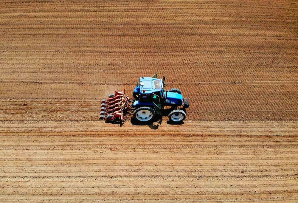 Konya'da yüz binlerce ton üretiliyor, Türkiye'nin ihtiyacının yarısından fazlasını karşılıyor!