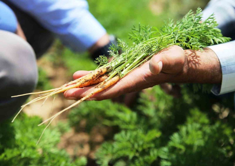 Konya'da yüz binlerce ton üretiliyor, Türkiye'nin ihtiyacının yarısından fazlasını karşılıyor!