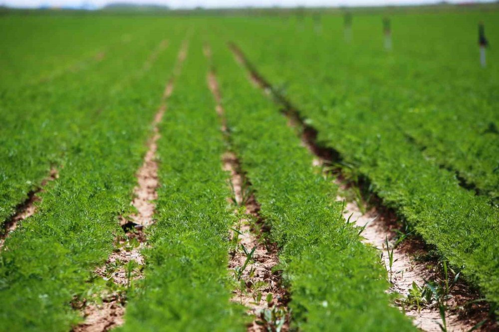 Konya'da yüz binlerce ton üretiliyor, Türkiye'nin ihtiyacının yarısından fazlasını karşılıyor!