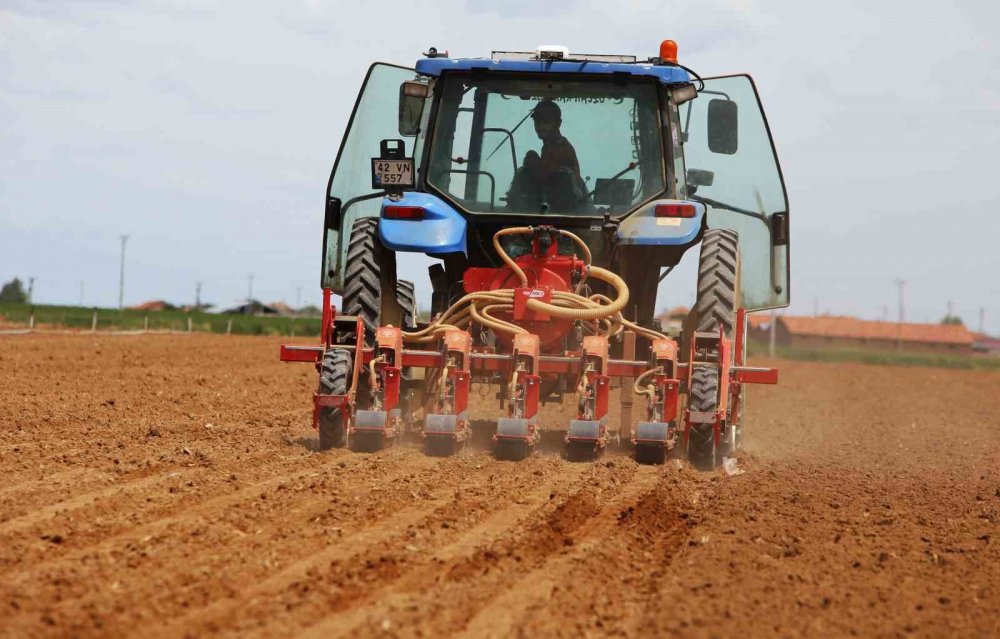 Konya'da yüz binlerce ton üretiliyor, Türkiye'nin ihtiyacının yarısından fazlasını karşılıyor!