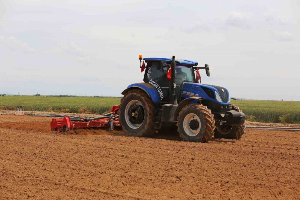 Konya'da yüz binlerce ton üretiliyor, Türkiye'nin ihtiyacının yarısından fazlasını karşılıyor!