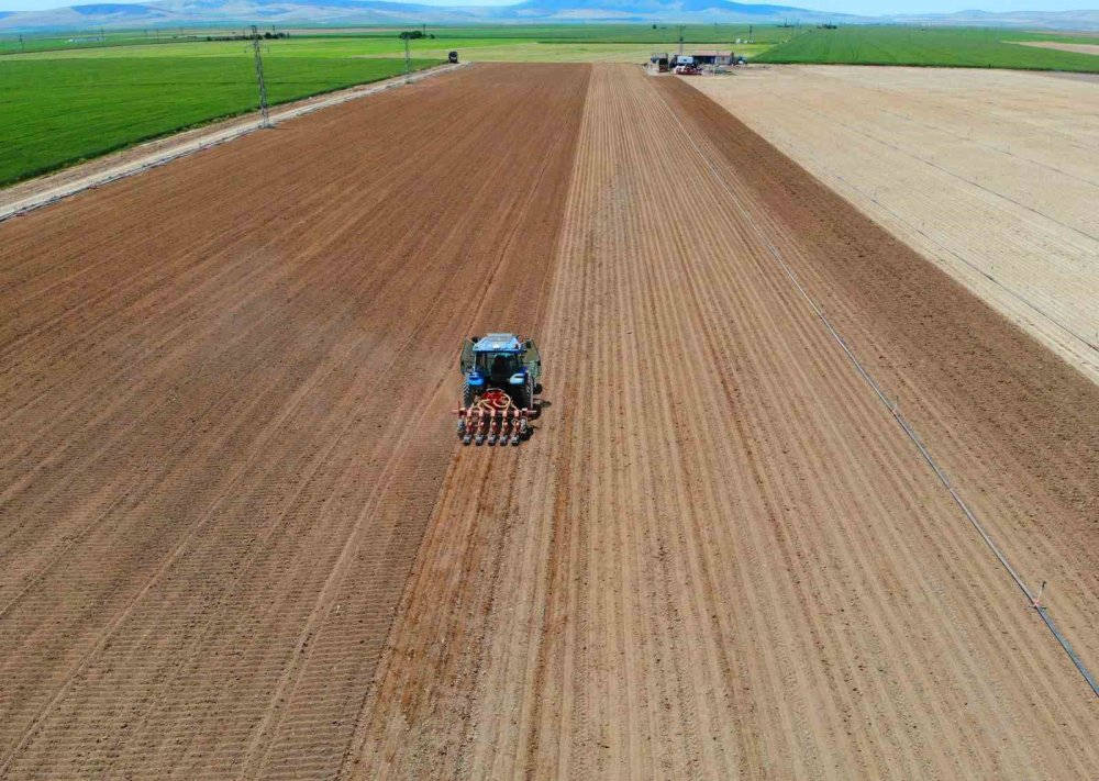 Konya'da yüz binlerce ton üretiliyor, Türkiye'nin ihtiyacının yarısından fazlasını karşılıyor!