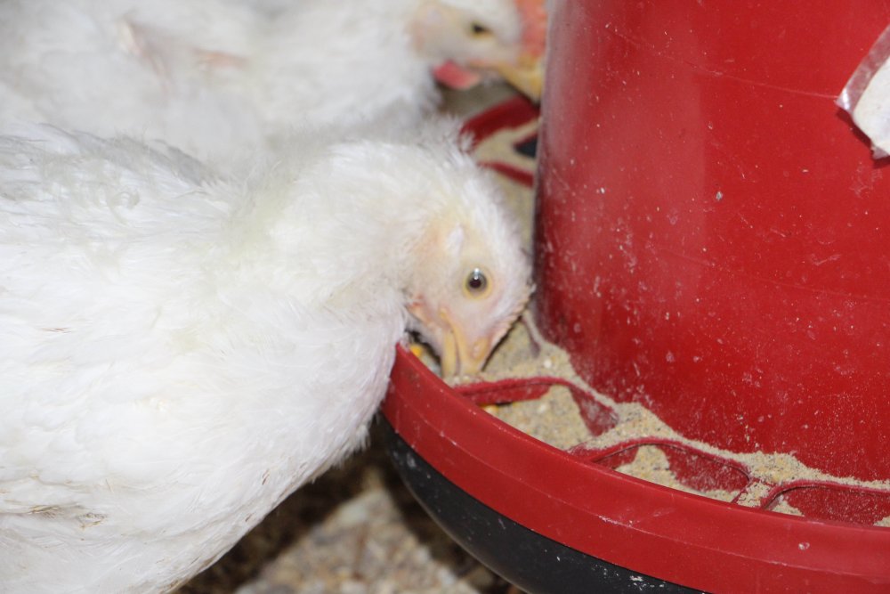 Kenevir küspesinden elde edilen tavuk yemi, yumurta kalitesini artırıyor