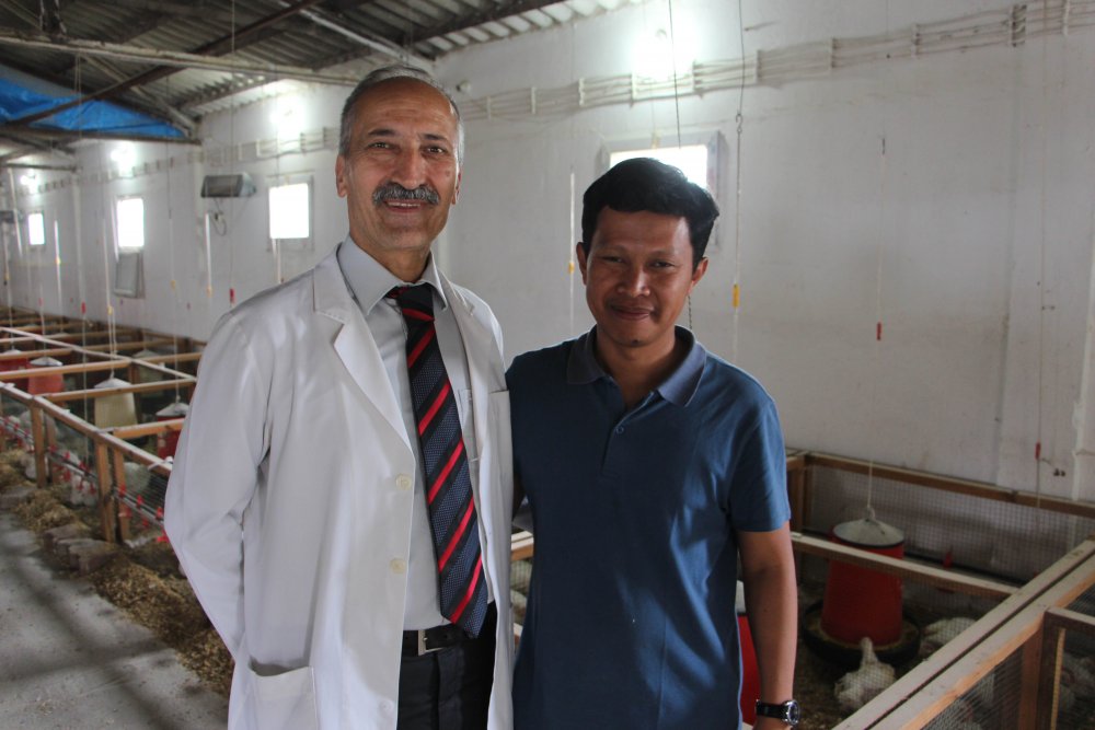 Kenevir küspesinden elde edilen tavuk yemi, yumurta kalitesini artırıyor