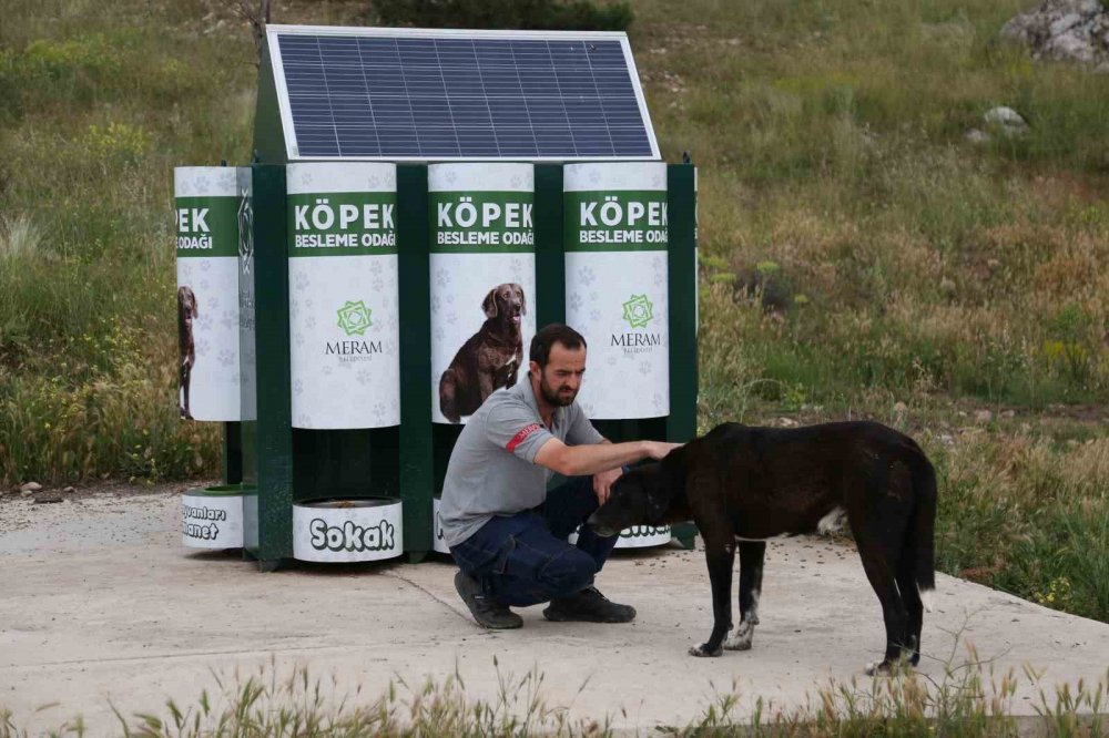Konya'da sokak hayvanları için 'otomatik' sistem