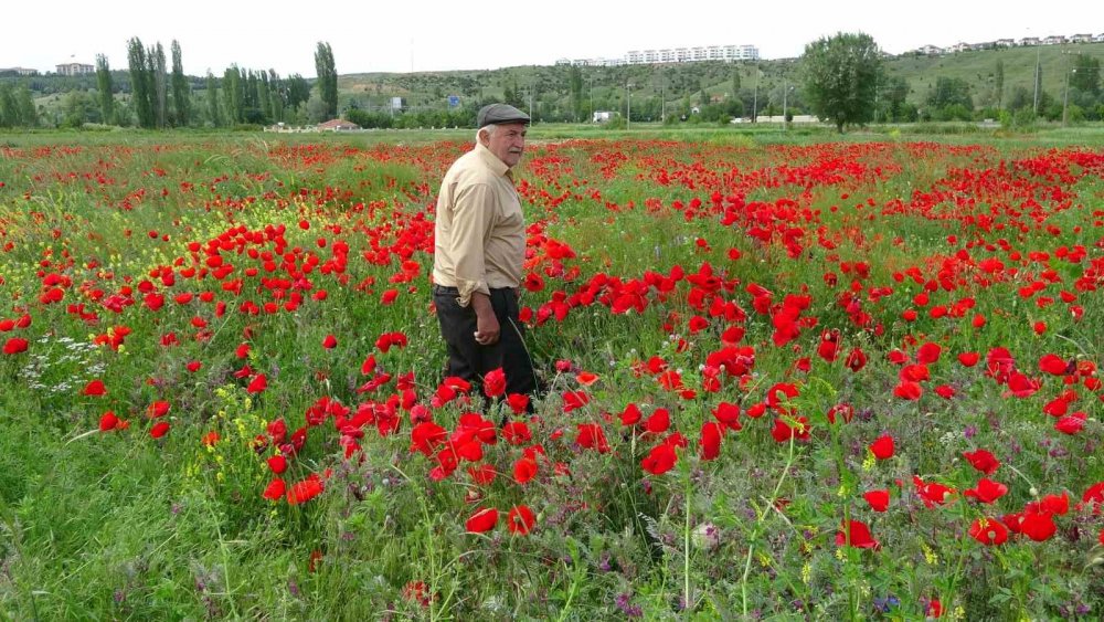 Kütahya’da gelincik tarlası görsel şölen sunuyor
